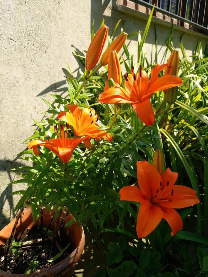 Holiday home Casa Da Vovo Ceu: Countryside Retreat With Pool Near Coimbra And Aveiro Cantanhede